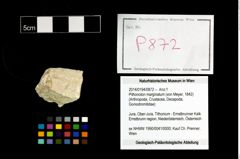 Foto (Objekt + Etikett) von Pithonoton marginatum (von Meyer, 1842)  (NHMW-GEO-2014-0194-0872)